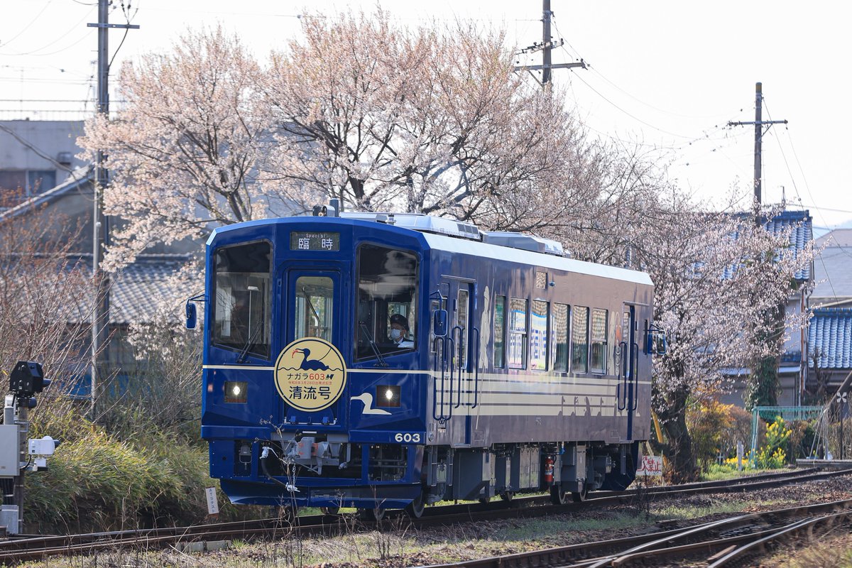 長良川鉄道 ナガラ603 臨時 清流号 出発式 関駅では桜と撮れました