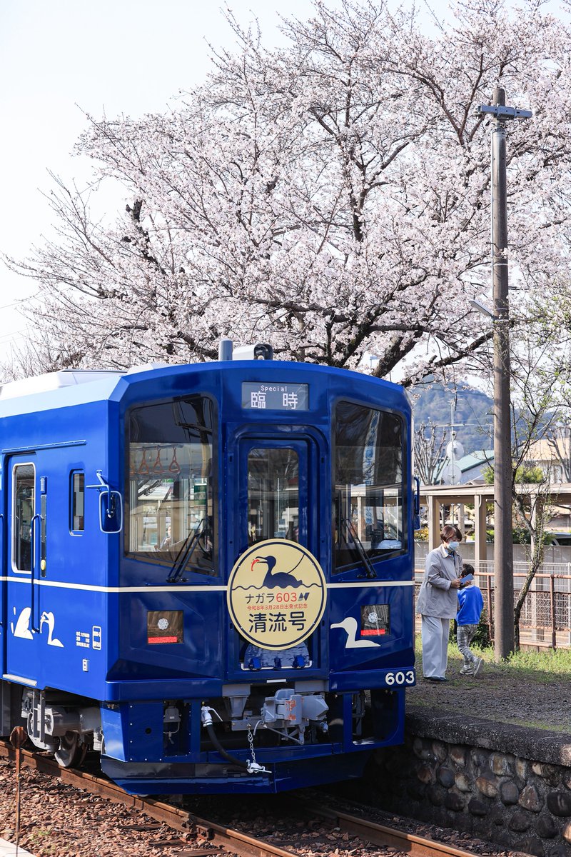 長良川鉄道 ナガラ603 臨時 清流号 出発式 関駅では桜と撮れました