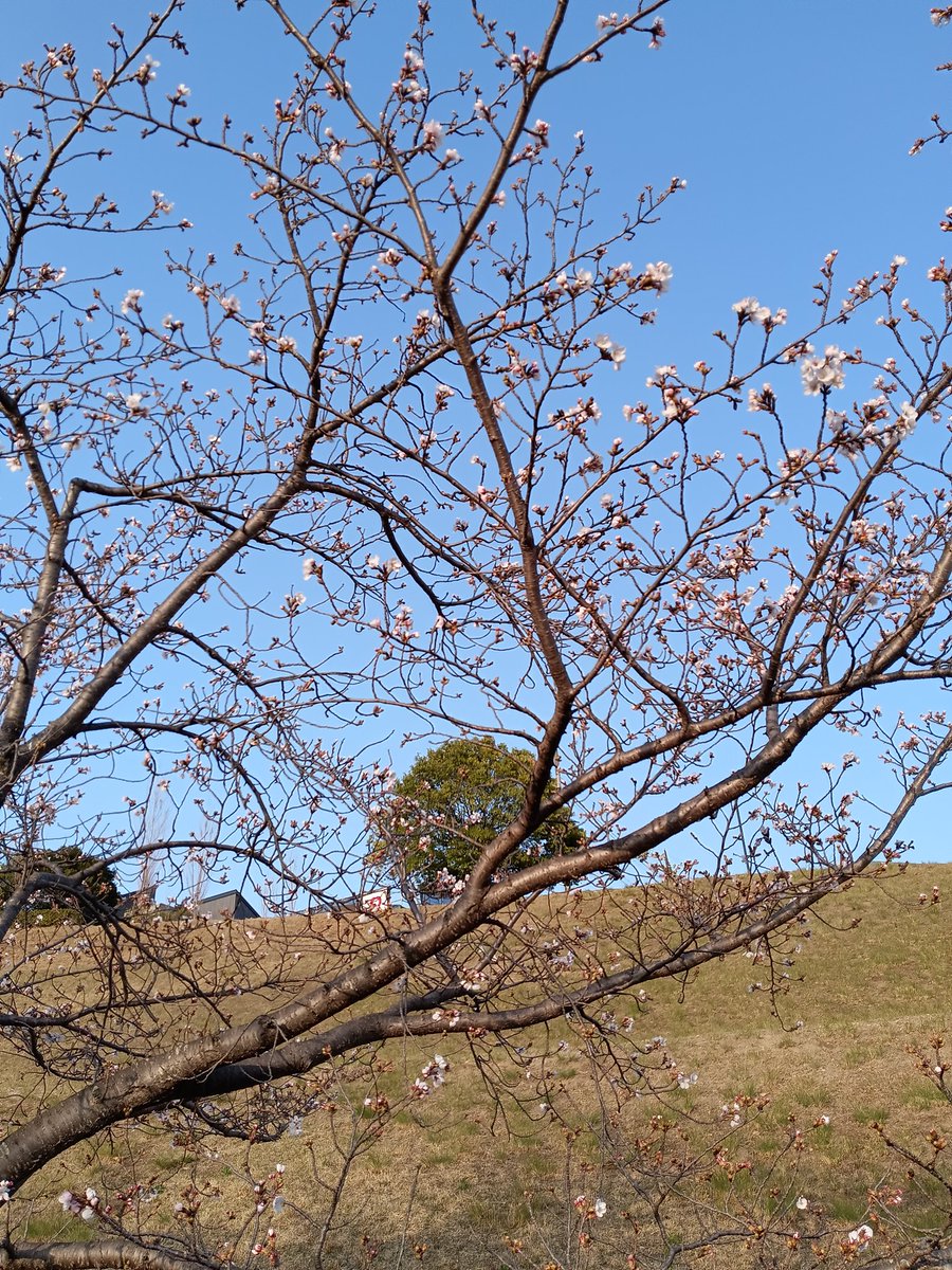 進之介 tweet media