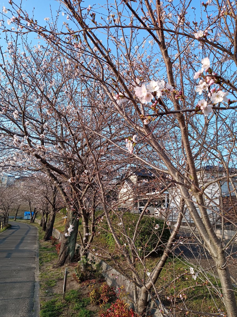 進之介 tweet media