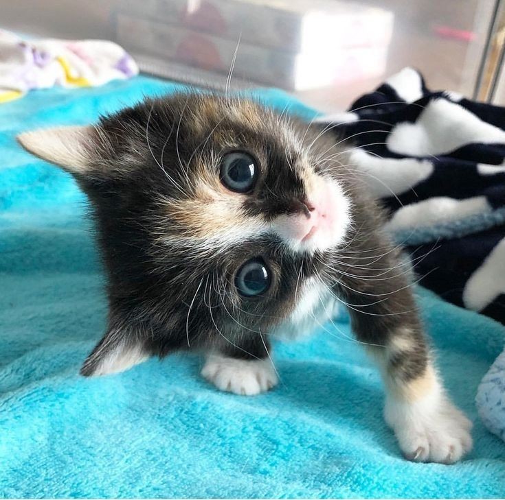 "Are you crazy?"

Me: