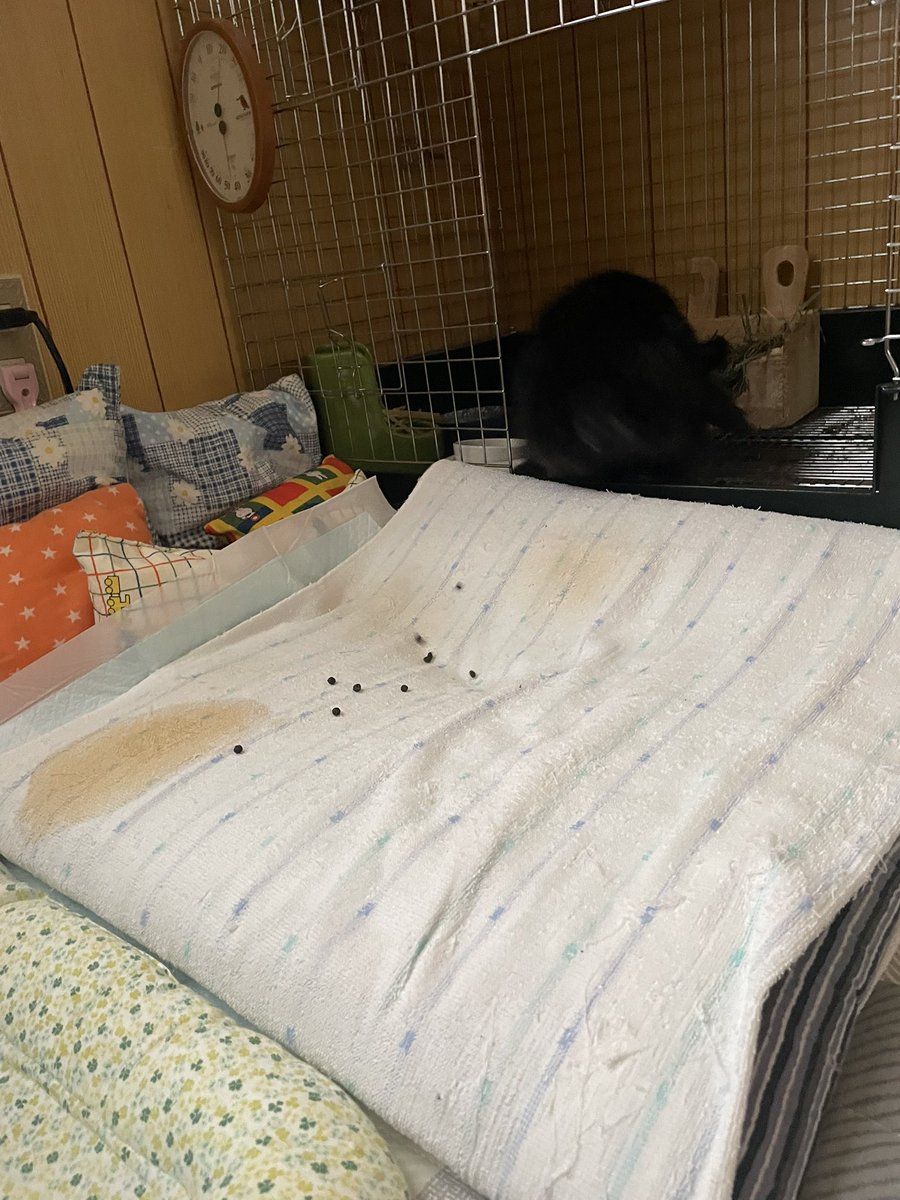 クエック🤮 tweet media