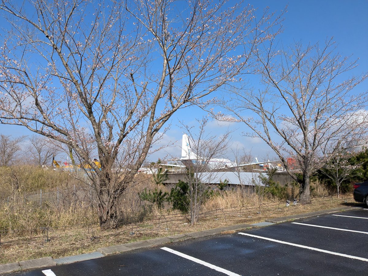 fuyouhai's tweet photo. 成田航空博物館の桜。五分咲きってところか https://t.co/dPC1nRc7cv