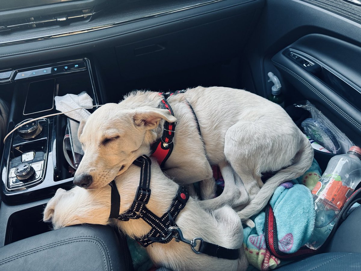 SeleneAvilaF's tweet photo. Es viernes y estos cuerpecitos bien proporcionados, lo saben. #Chuly2 y #Mozy 😍🥰🐶🐾💕🐶 https://t.co/CdtoabGALl