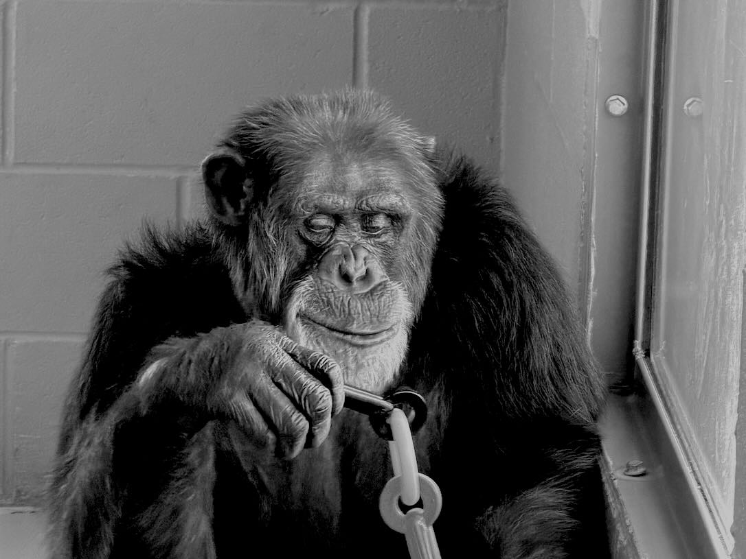 Chimpanzee Sanctuary Northwest tweet media