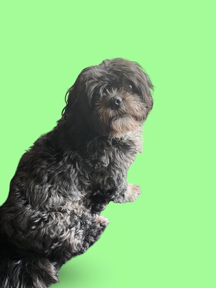 Ashkariel🟢🪽【FIRST STAGE PRODUCTION EN】 tweet media