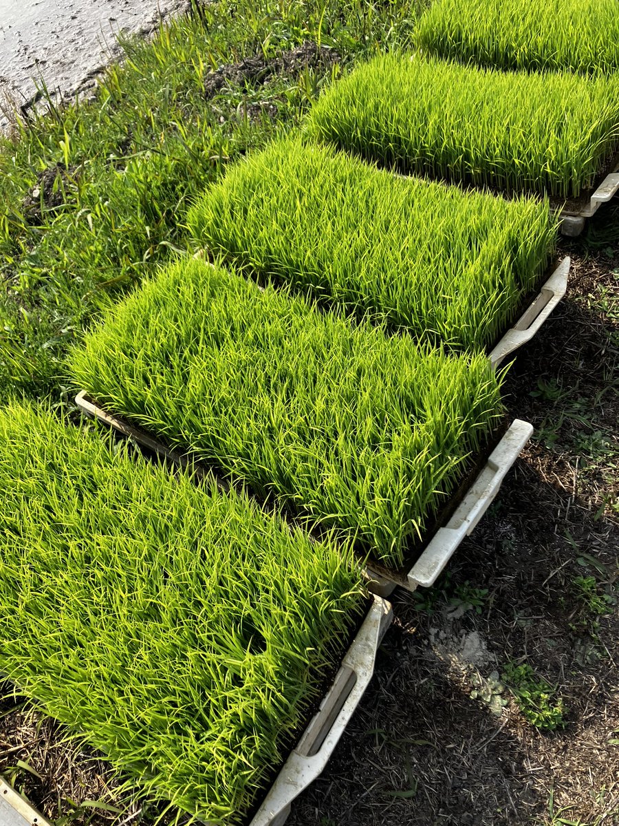 西都のマチャ tweet media