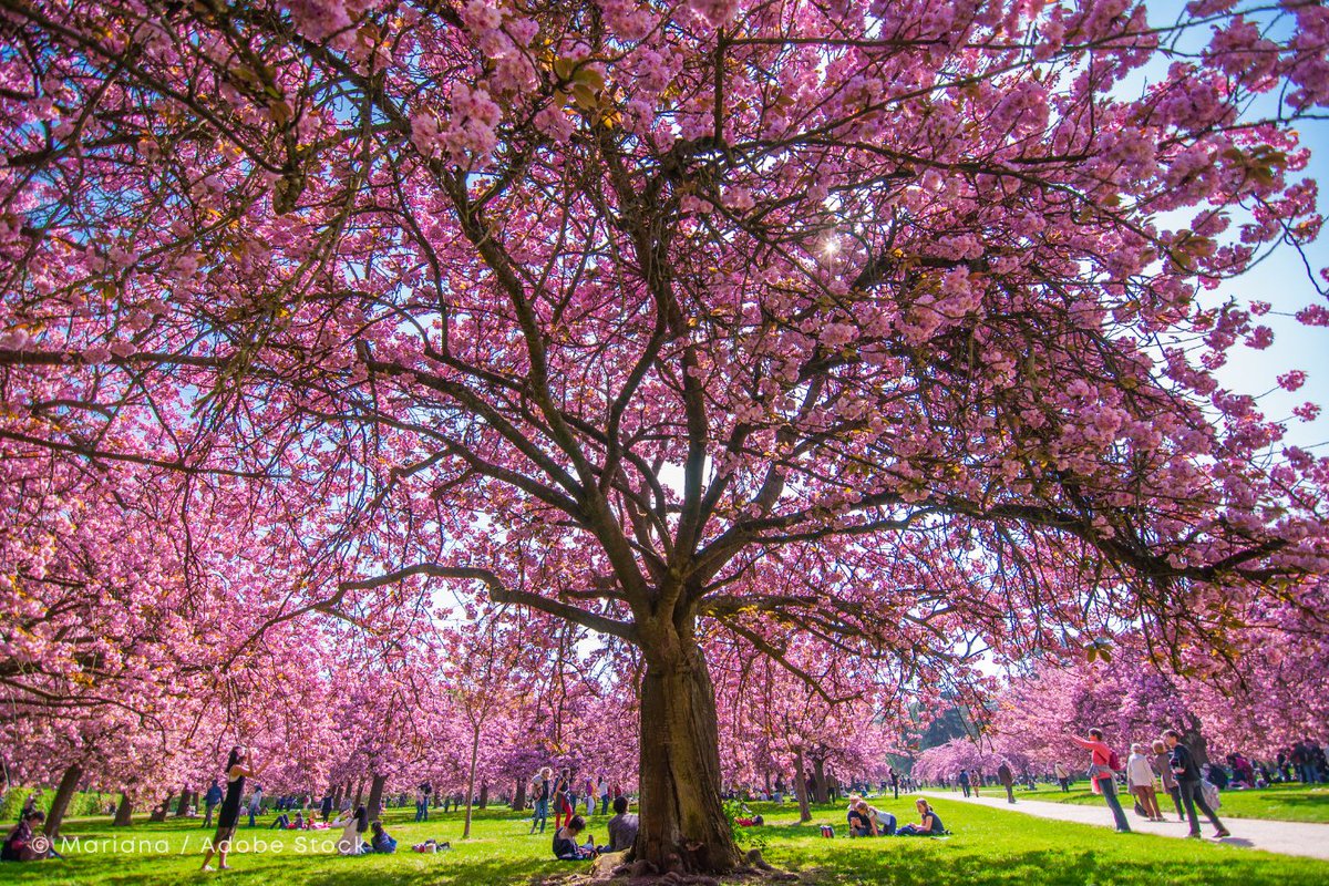 パリ近郊の人気お花見スポット、ソー公園（Parc de Sceaux）で、今年も