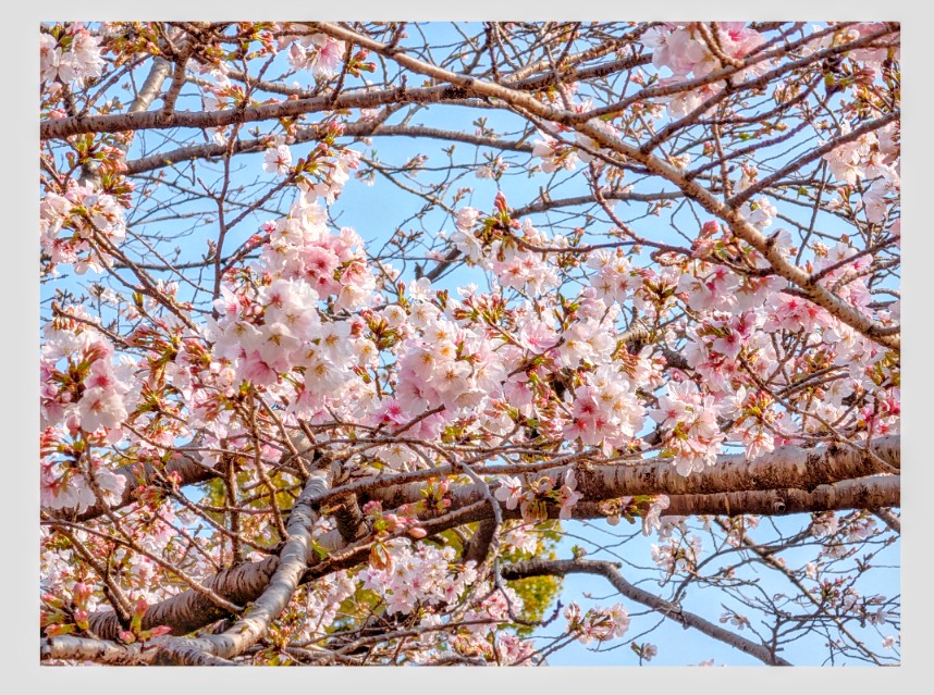 hima18_es's tweet photo. 今朝の桜🌸🌸
たくさん咲いている樹3割、そうでない樹7割といった感じ🤱🧑‍🍼
癒やされる〜❤️🧡💛💚🩵💙💜🩷 https://t.co/8iIEL0UODg