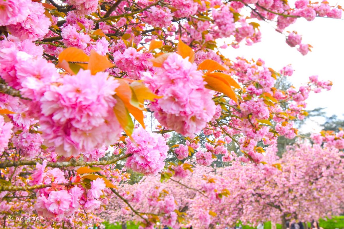 パリ近郊の人気お花見スポット、ソー公園（Parc de Sceaux）で、今年も