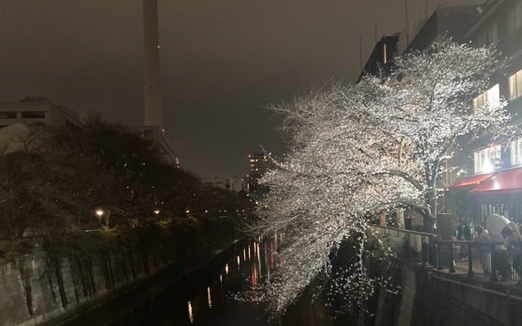 a01A0l's tweet photo. 目黒川のMAZZELのぼんぼり探し昨日の夜に雨の中行ってきました(｡◕ ∀ ◕｡)
1枚目と2枚目は割と中目側だったけど、全員のぼんぼりはほぼ目黒の方だったから中目側から行くと遠目でちょっと疲れました。。
また昼間に行きたいなぁ〜⭐︎
#MAZZEL
#目黒川
#桜 https://t.co/Sd5agk28PD