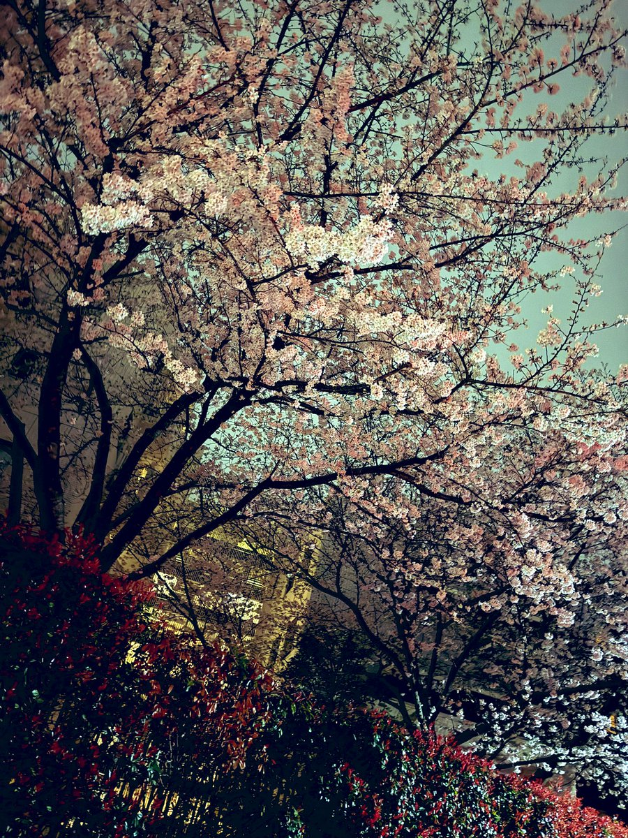 土城温美 tweet media