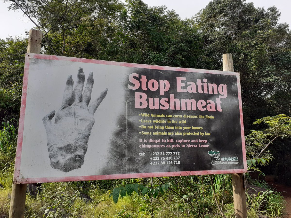 Hannah Zchokkei tweet media