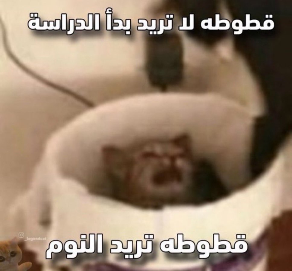 The princess diary tweet media