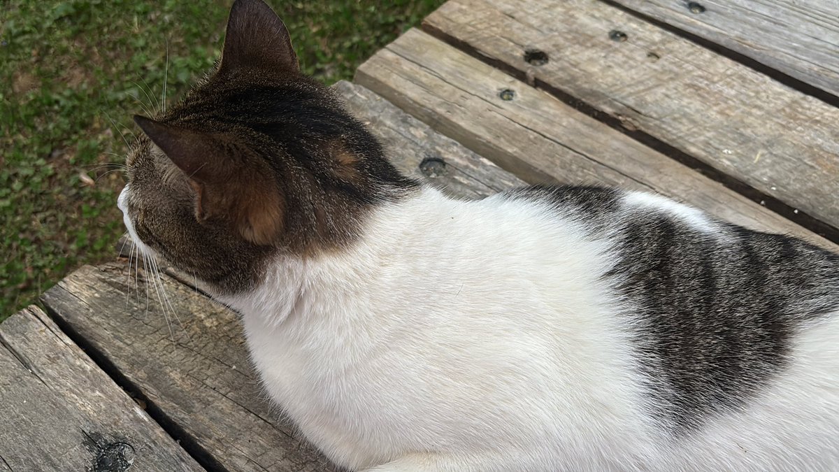 MII SWORDFIGHTER (SSBU)'S SWEETHEART!! 🌸⚔️ tweet media