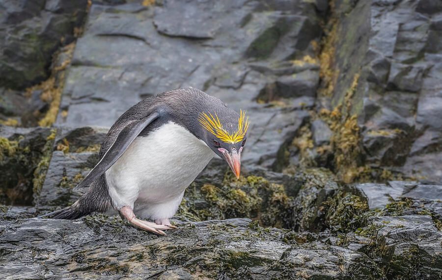 Joan Carroll tweet media