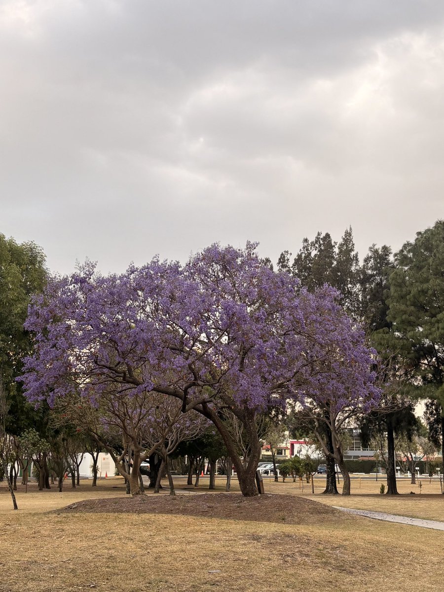 José Luis Escalera tweet media