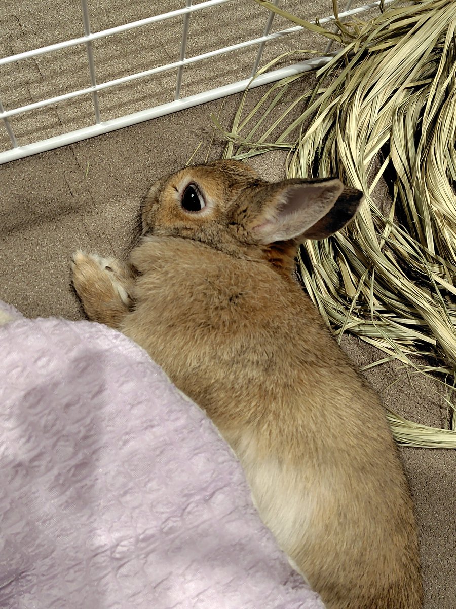 モカさんの白目が見えるの珍しいわ😆🩷  #うさぎ