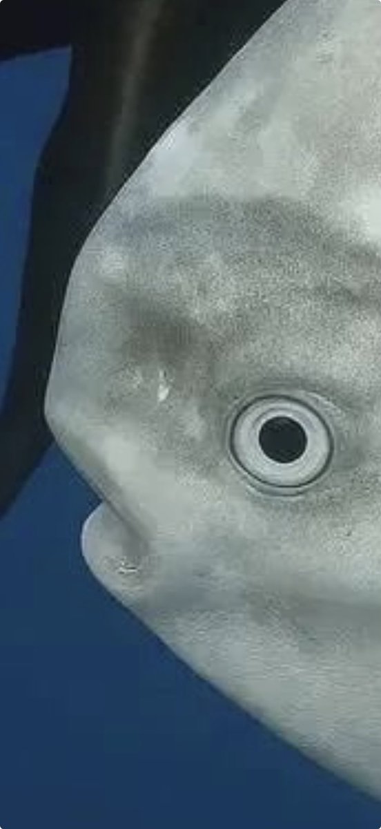 patchouli princess tweet media