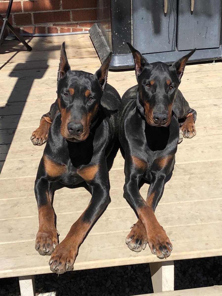 MassDefector tweet media