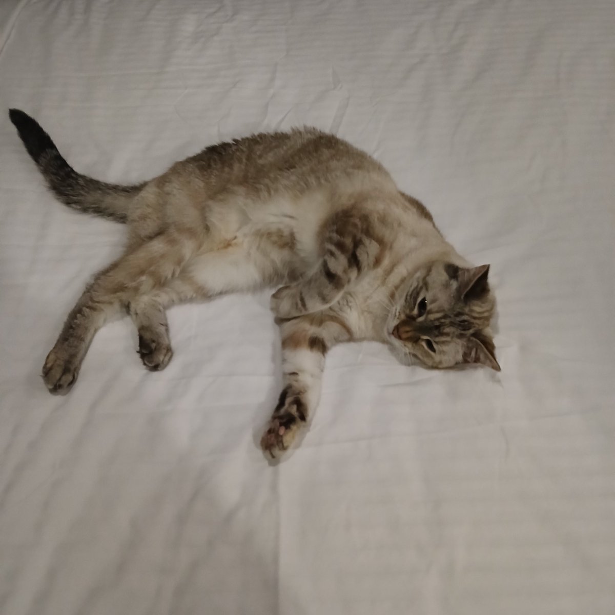 ✧ Mercy 🤍🪻˖°. emergency coms 🇨🇦《૮ • ✧ • ა》 tweet media