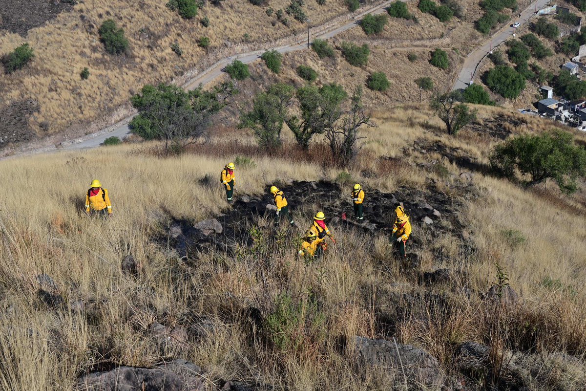 PROBOSQUE tweet media