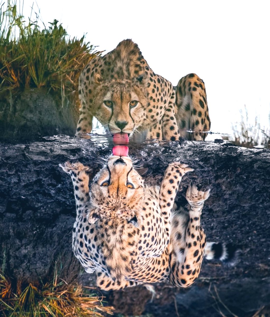 Album Aura 💿 tweet media