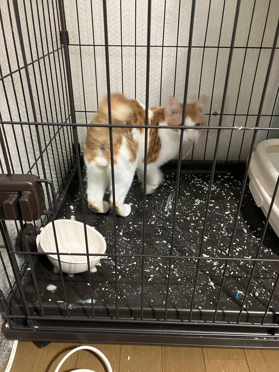 保護猫カフェ😺和猫かふぇ@横浜三ツ沢😸（完全予約制１名様でも貸切） tweet media