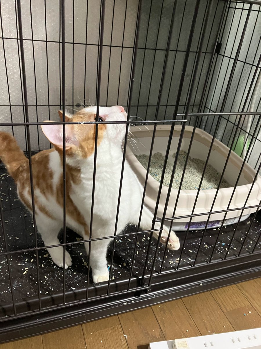 保護猫カフェ😺和猫かふぇ@横浜三ツ沢😸（完全予約制１名様でも貸切） tweet media