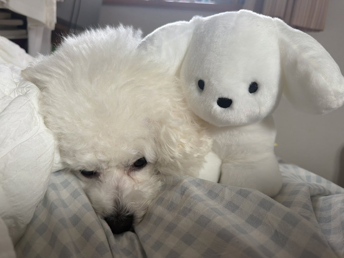 whiteDOGchan's tweet photo. このぬいぐるみわんちゃんには優しくねわたしのだよと伝えたら隣で寝た

#吉澤嘉代子 #てらおかなつみ #わたしの犬展 https://t.co/uU7z3w0U6a
