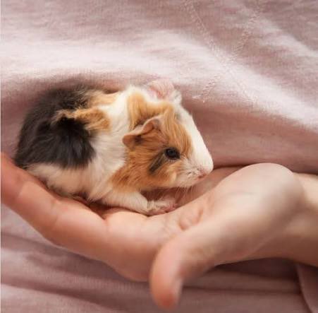 YELENA BELOVA tweet media