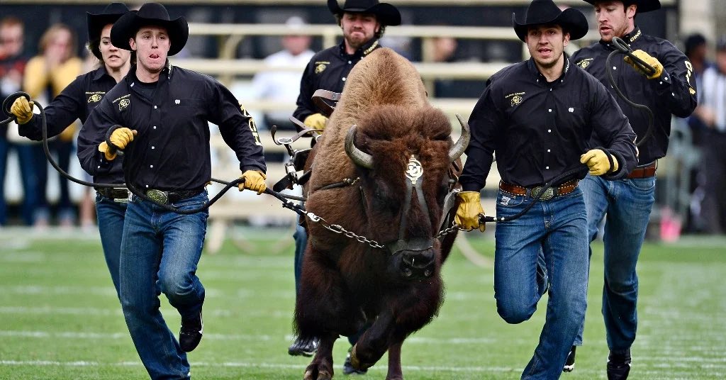 WCCSG_'s tweet photo. True or False?

This is college footballs best live mascot! https://t.co/mxwN2kC1tp