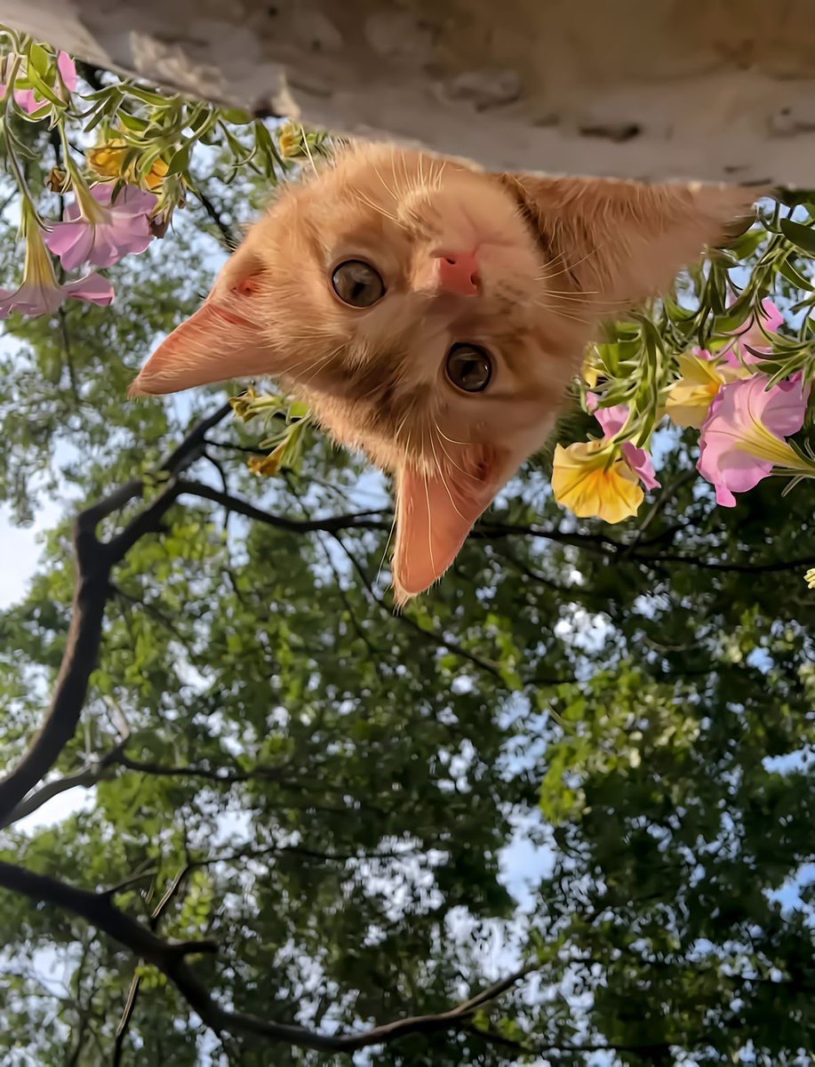 عادل | Adel tweet media