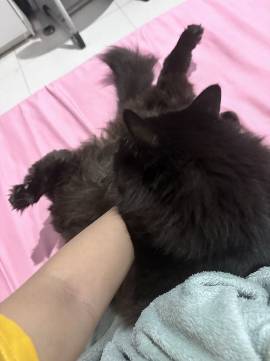 Pyorin🪄 tweet media