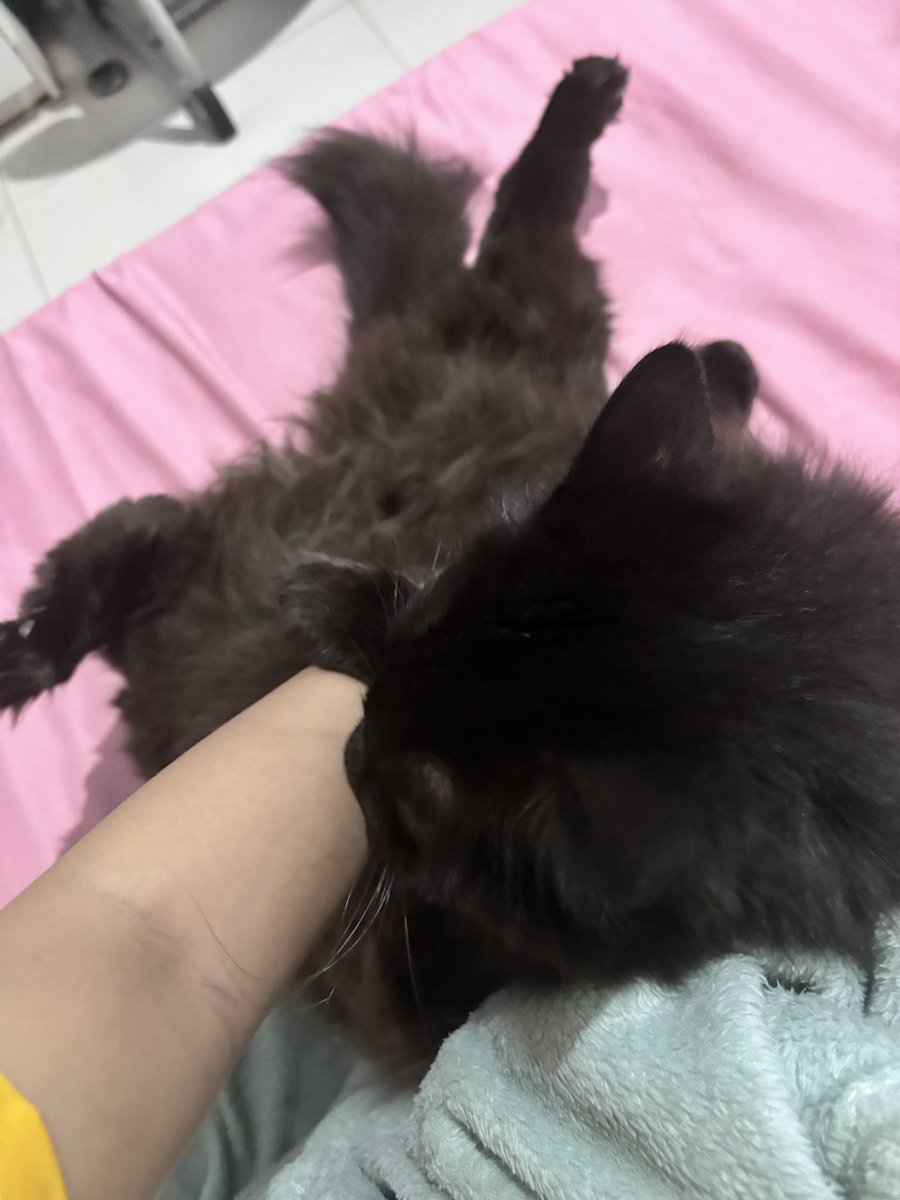 Pyorin🪄 tweet media