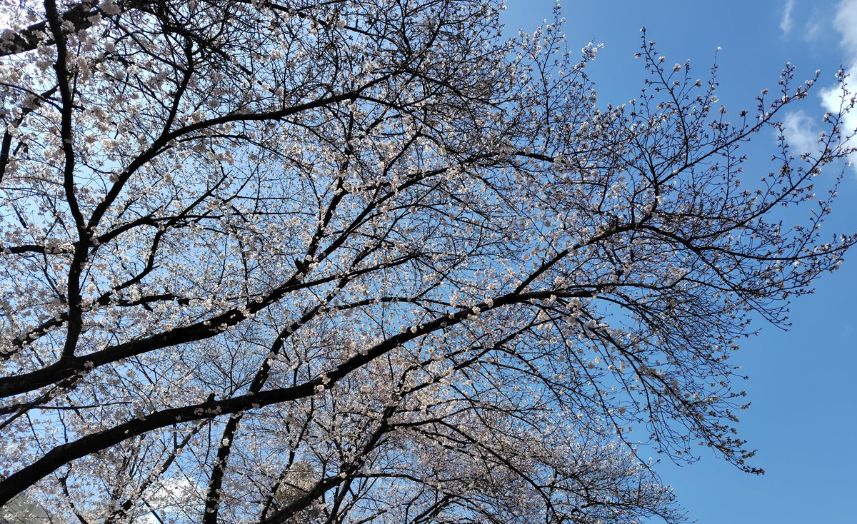 小蓬(蓬ちゃん)⚓鳳山紅毛港保安堂 公式神艦娘 tweet media