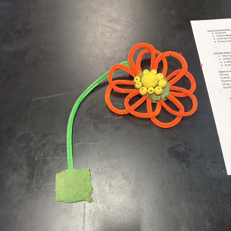 HumbleISD_CMS's tweet image. 7th grade science brought reproduction to life with model boxes! 🧬🌱 From budding hydra to fragmenting starfish, binary fission bacteria, propagating strawberries, and pollinating flowers, students explored survival strategies in action. Science that grows! #TheColtWay