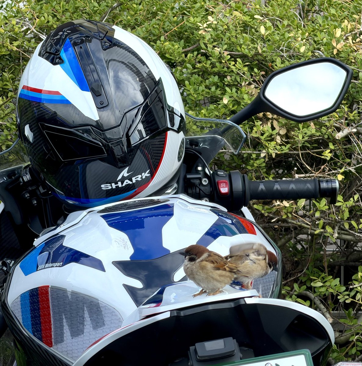 𝙈𝙖𝙮𝙤 tweet media