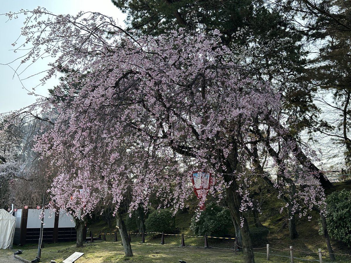 スローハンド tweet media