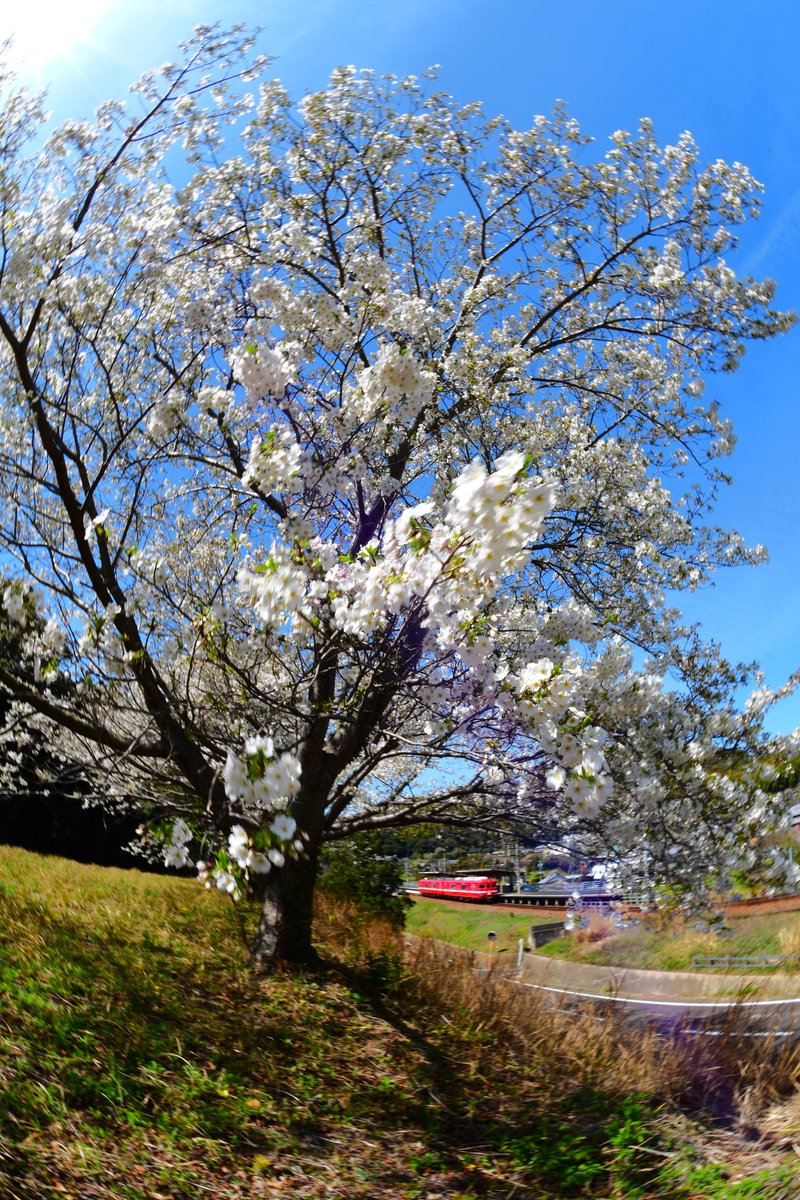 kihatetu's tweet photo. おはようございます

大島🌸満開です

＃名古屋鉄道にしがま線 https://t.co/8PcTPU1cAj