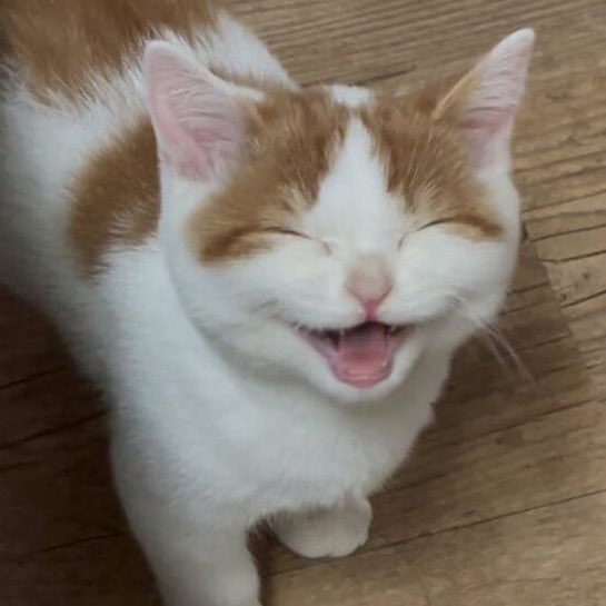 와퍼퍼 tweet media