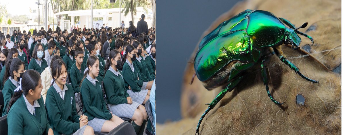 Pandy Greystone tweet media