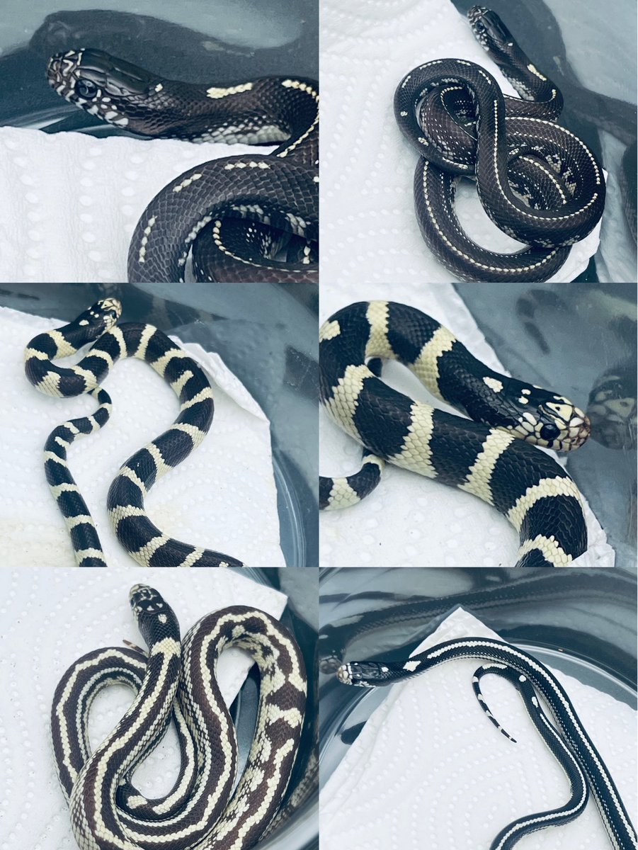 Reptiles Shop Queen tweet media