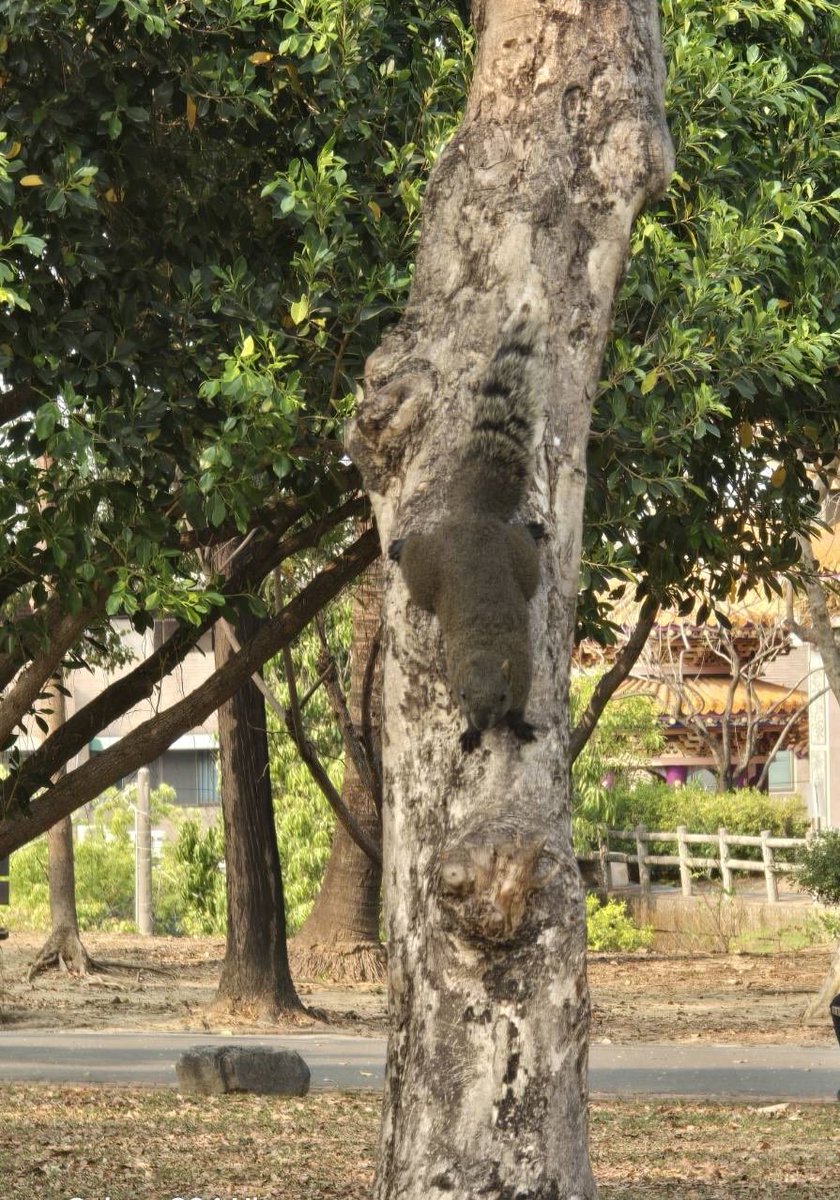 ポンメルシー tweet media