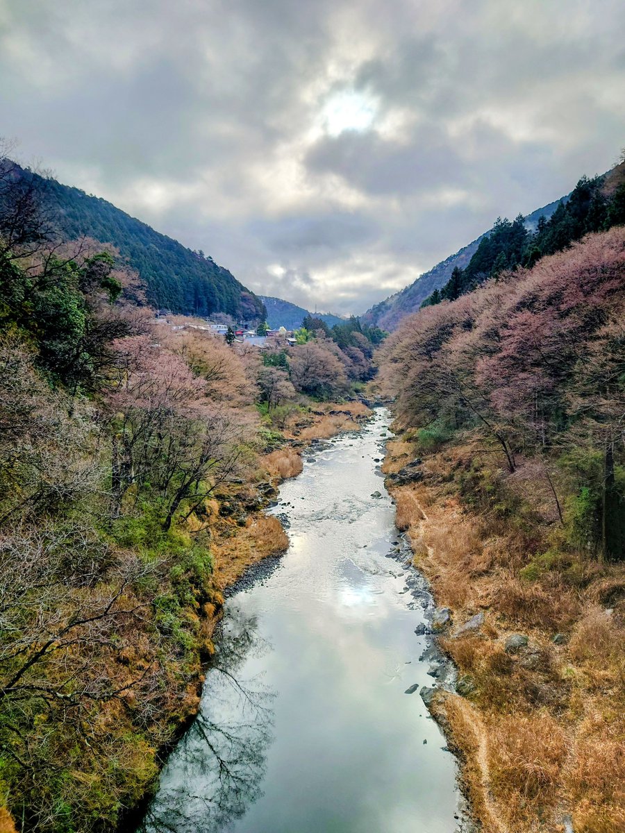ゆめ花 @奥多摩 tweet media