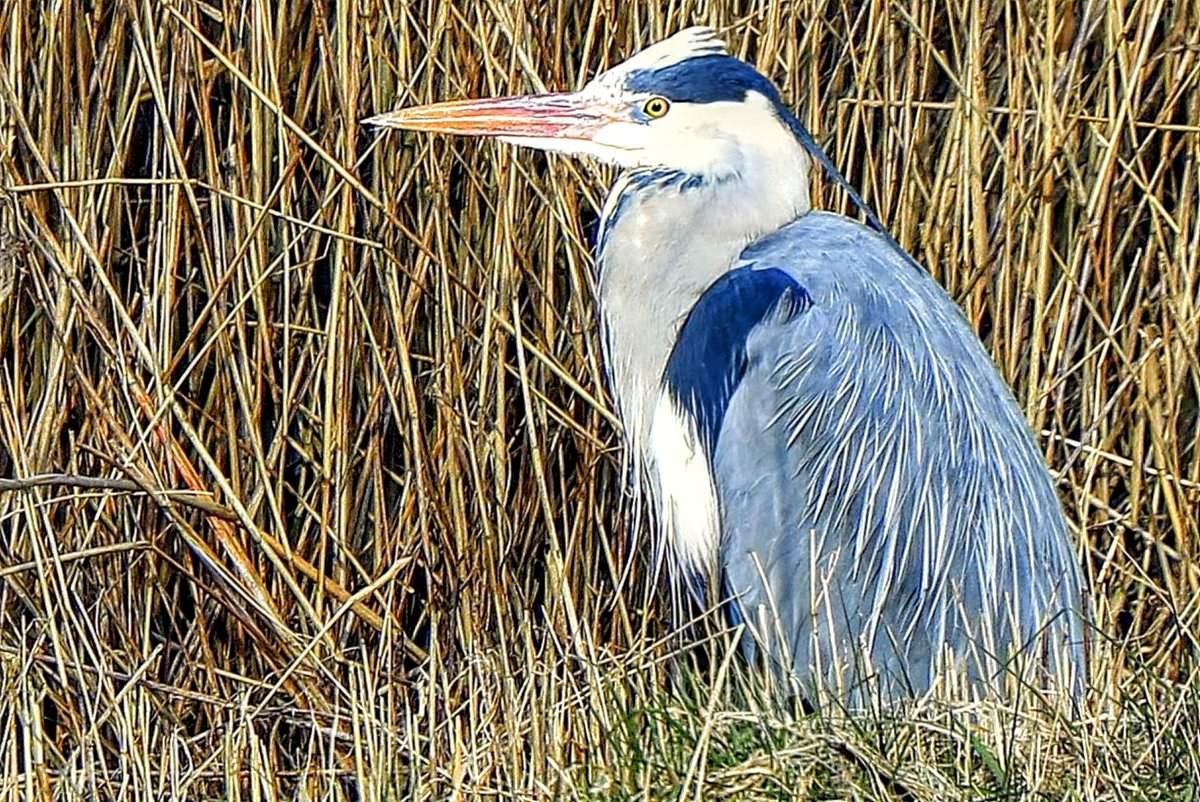 Pieter Pouwel / @pieterpouwel.bsky.social tweet media