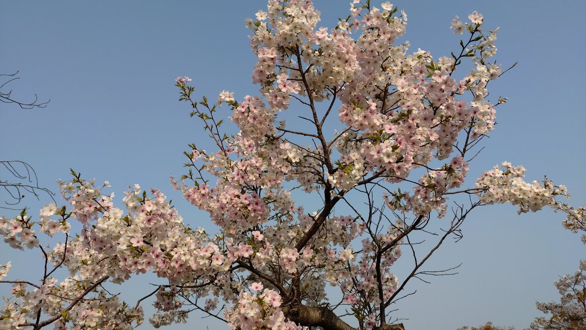久しぶりに朝さんぽ🌸