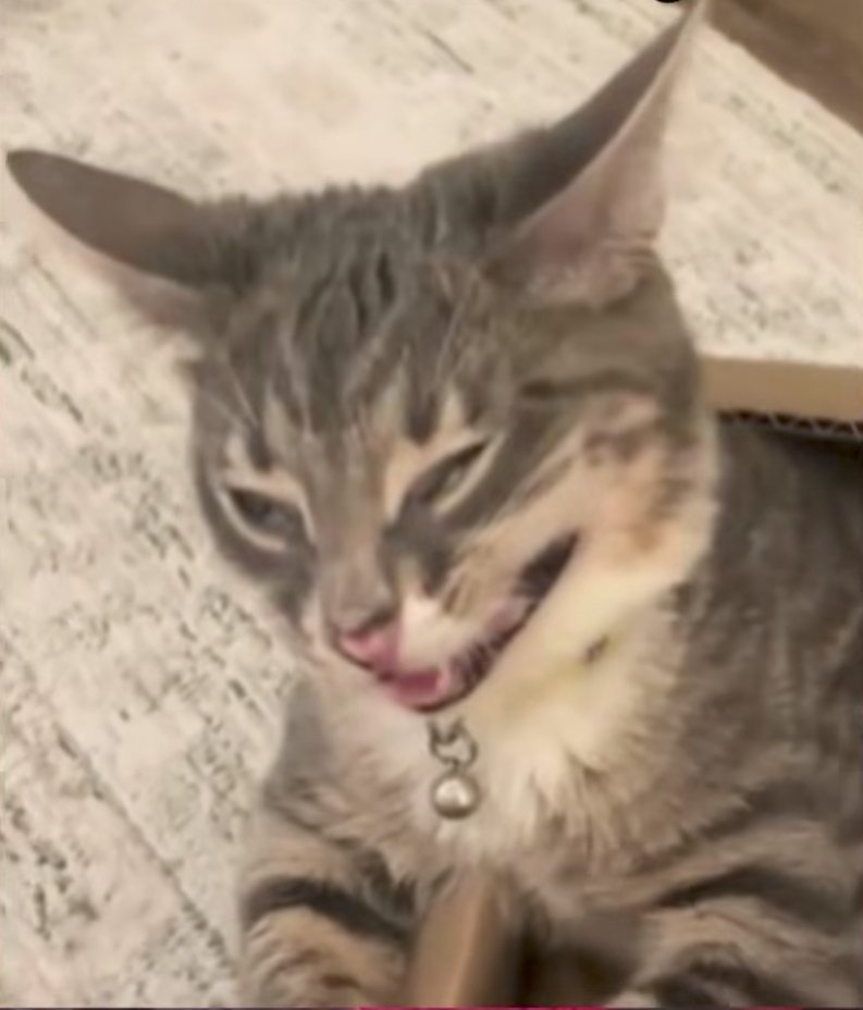 Mr. Jack tweet media