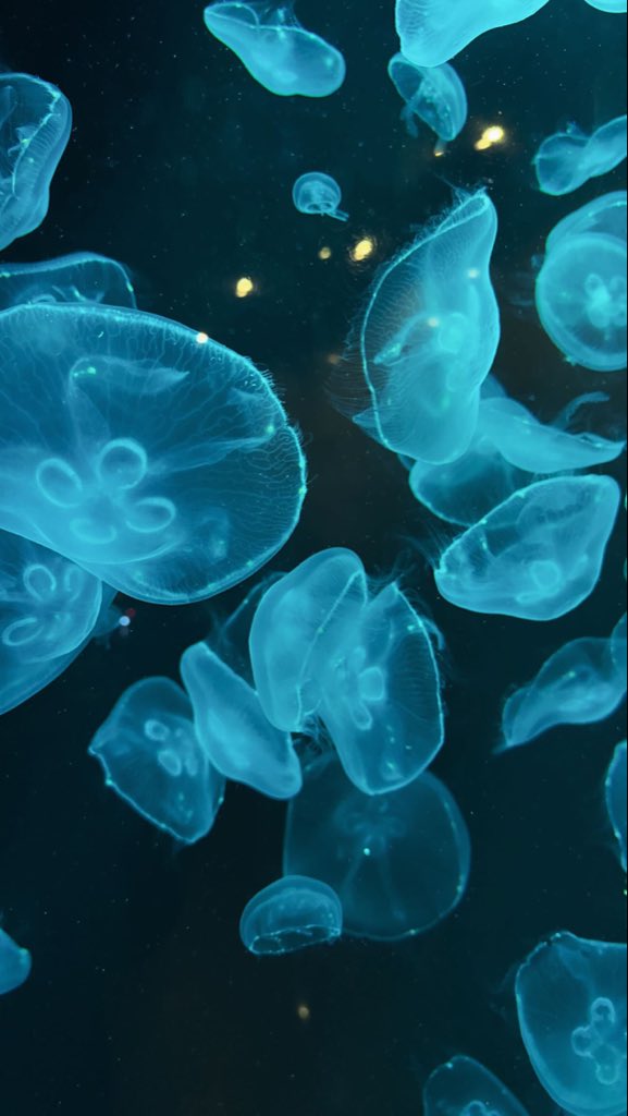 🐈‍⬛🐈‍⬛ tweet media