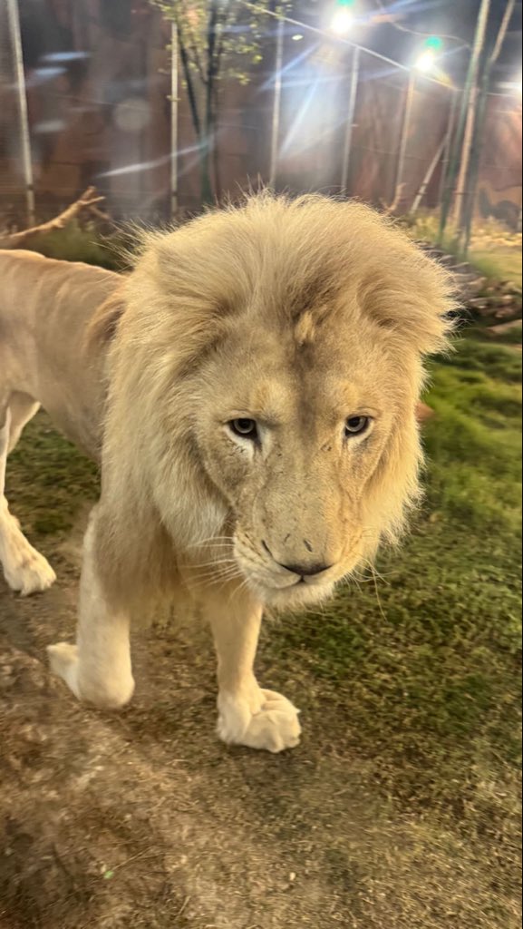 🐈‍⬛🐈‍⬛ tweet media